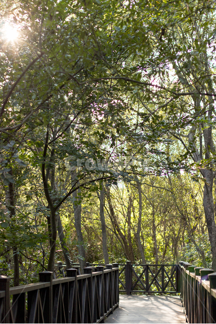 숲길,나뭇길,데크길,자연,풍경,나무,통로,식물,tree,작은숲,자연,풍경,nature,landscape