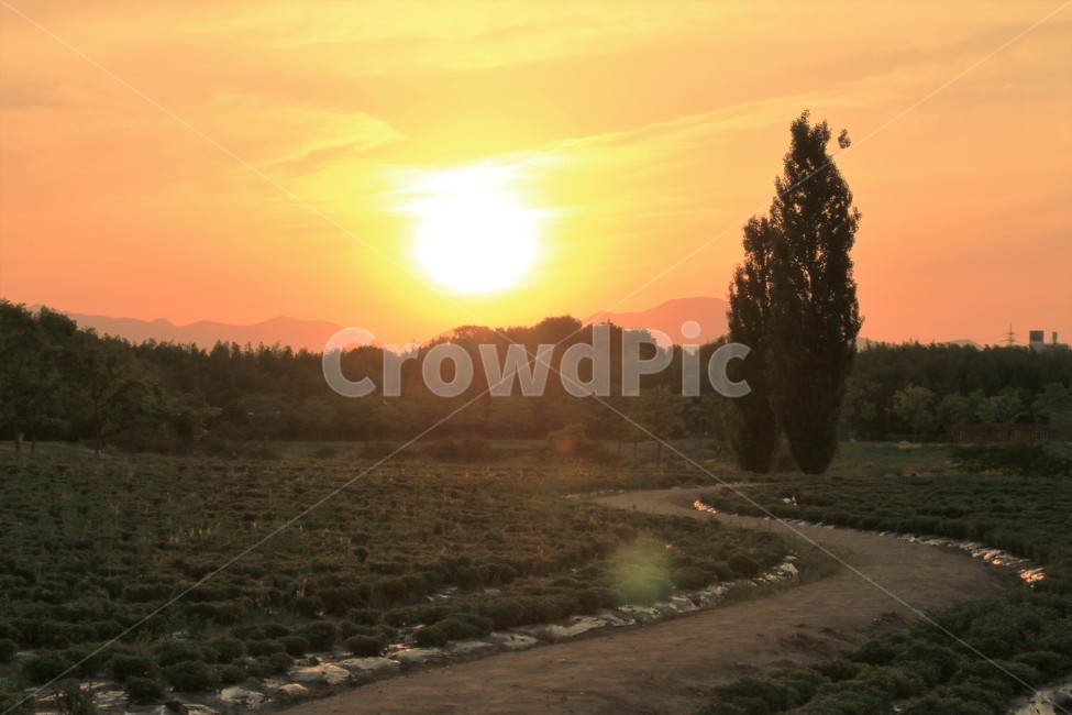 공원,숲길,석양,노을,길,자연,풍경,nature,landscape,light,빛,flare,플레어,outdoors,옥외