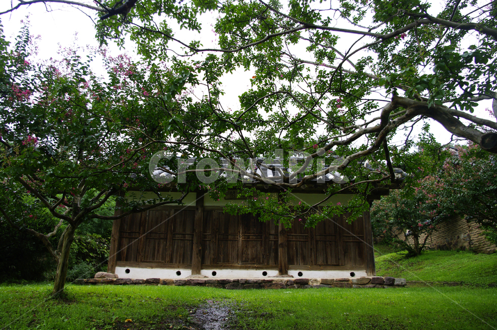한옥,전통가옥,기와지붕,건축,traditional,배롱나무,식물,plant,한국전통,한국문화,korean traditional,korean culture,건축물,건물외관,exterior,building,structure,architecture,construction