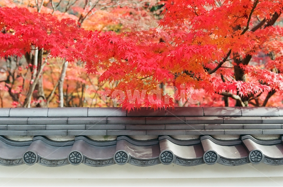 단풍,가을,기와,붉은색,노란색,나뭇가지,가을,계절,fall,autumn,season,해외,외국,세계,foreign,oversea,world,식물,자연,plants,nature,나무,trees,wood,감성,sensible,feeling,색깔,색상,색채,색감,color sense,color sensitivity,feeling of color,건축물,건물외관,exterior,building,structure,architecture,construction,leaf,잎,plant,tree