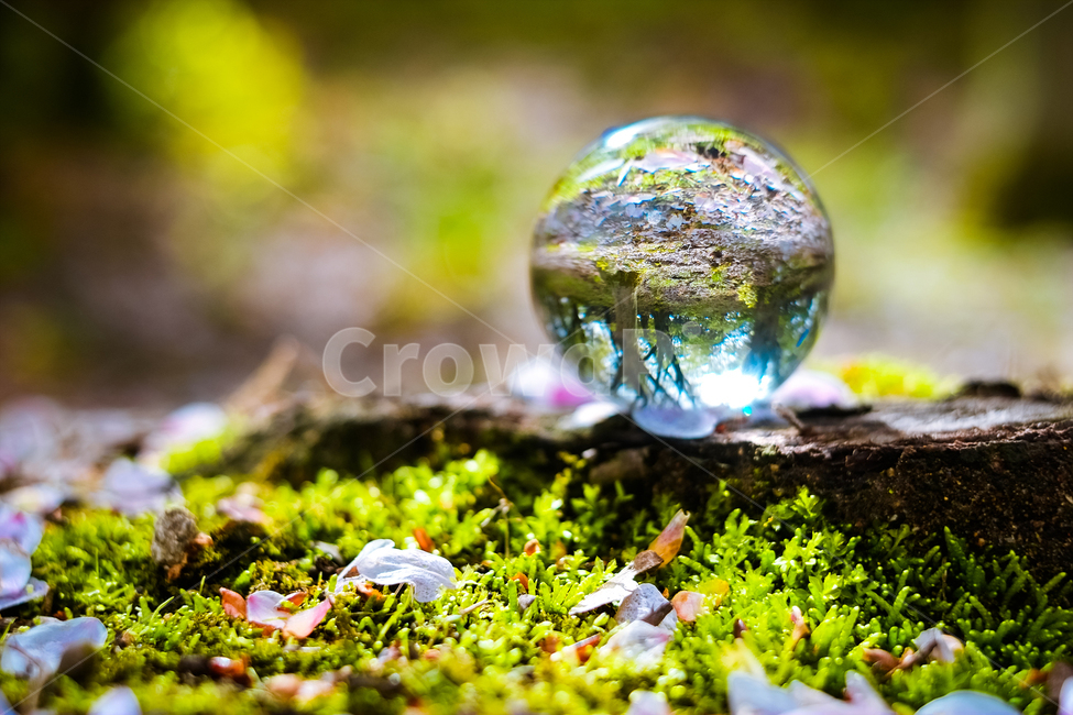 식물,자연풍경,꽃,봄,감성사진,자연,풍경,nature,landscape,사물,물건,오브젝트,thing,object,matter,sphere,구체,plant,moss,이끼