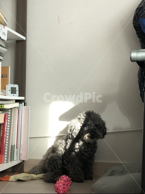 강아지,푸들,고독,멍,토이푸들,햇빛,벽,dog,black,toy,puppy,sunshine,동물,animal,포유류,mammal,개,강아지,dog,doggy