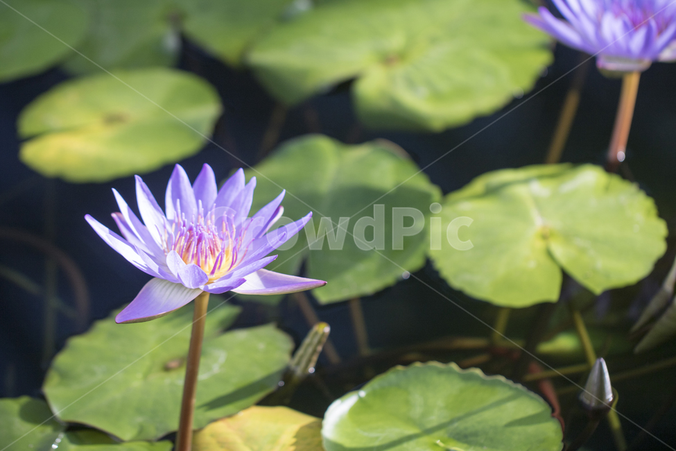 연꽃,수련,연못,못,꽃,식물,자연,반영,식물,자연,plants,nature,꽃,flower