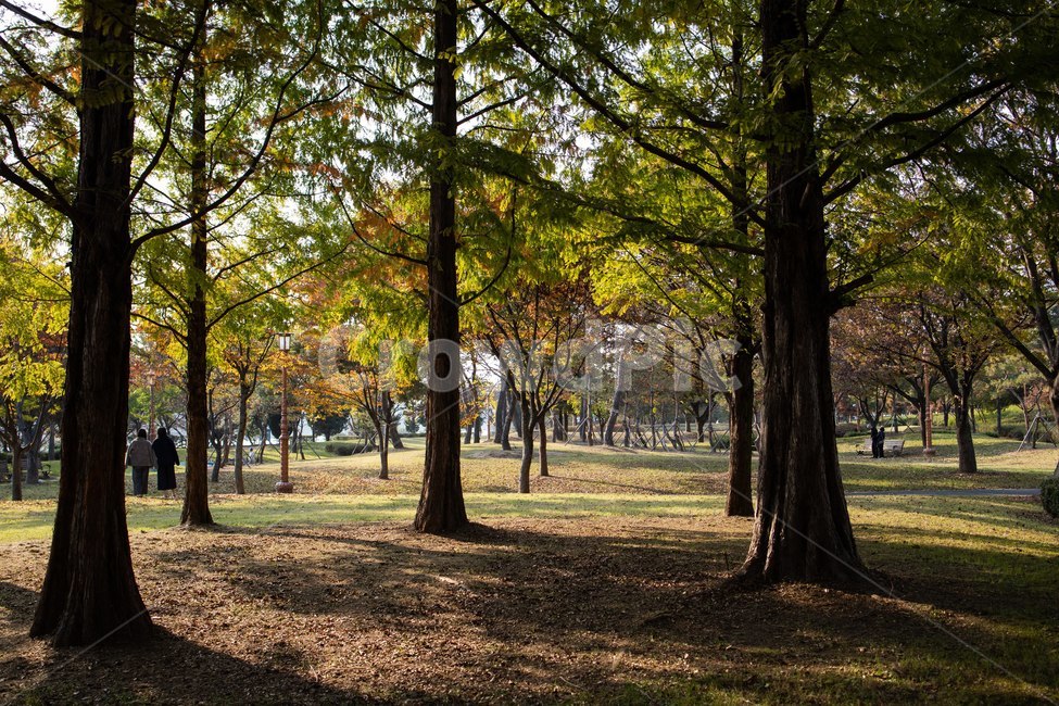 tree,나무,plant,식물,treetrunk,사람,나무줄기,공원,가을,숲,autumn,자연,풍경,nature,landscape