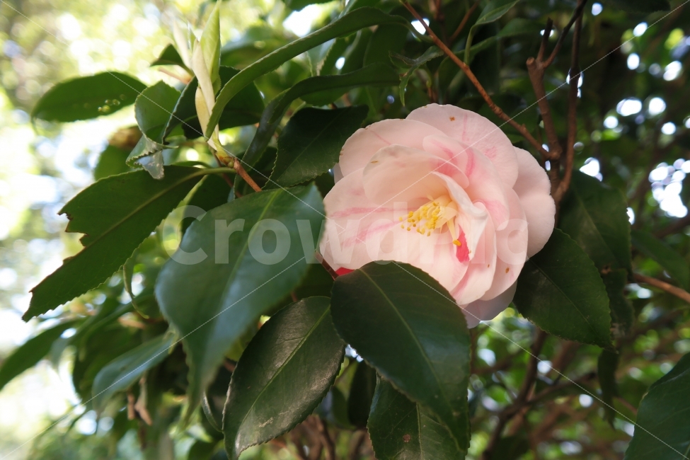 꽃,봄,봄꽃,분홍,나뭇잎,꽃잎,식물,자연,plants,nature,꽃,flower