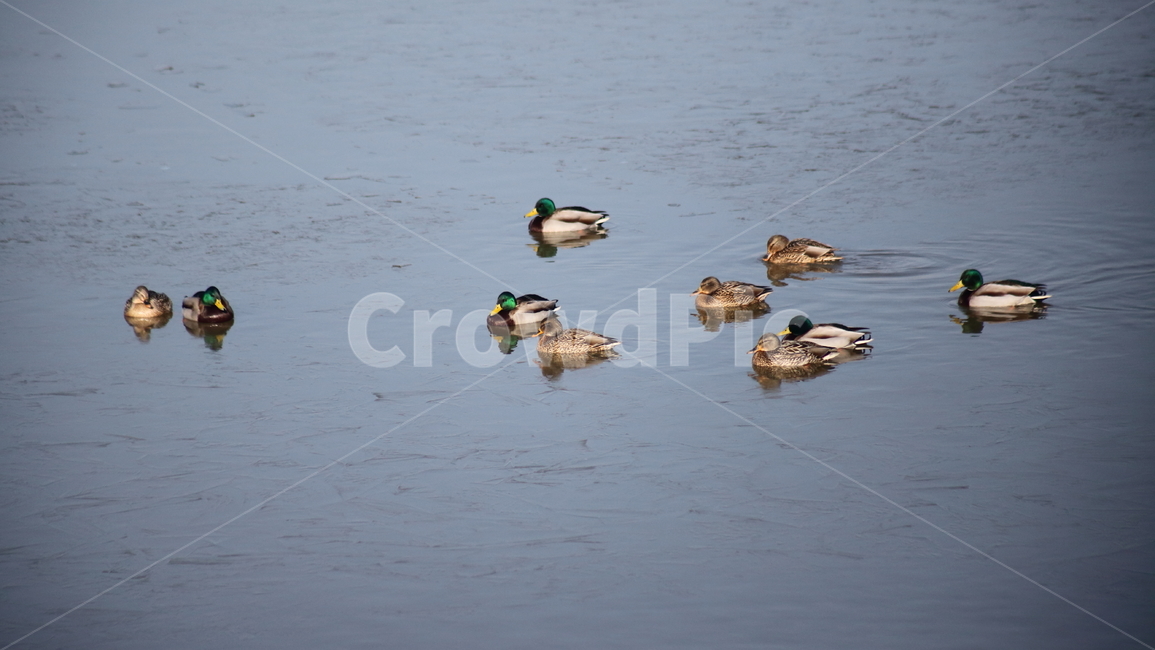 mallard,청둥오리,duck,오리,새,동물,animal,조류,새,birds