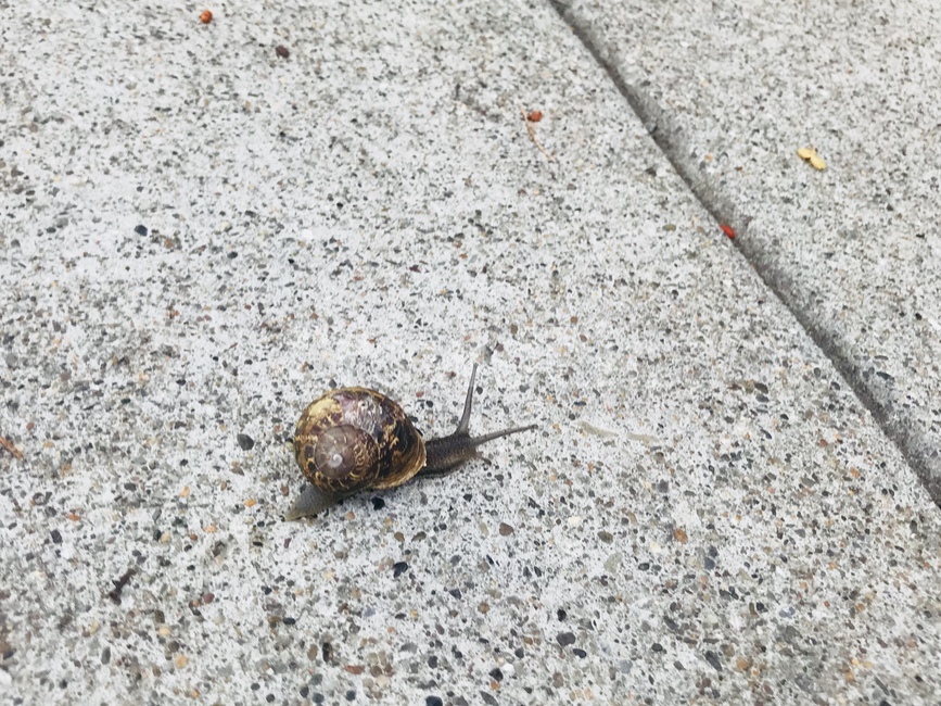 달팽이,느림,여유,천천히,걸음마,slow,snail,learning,break,rest,healing,slowdown