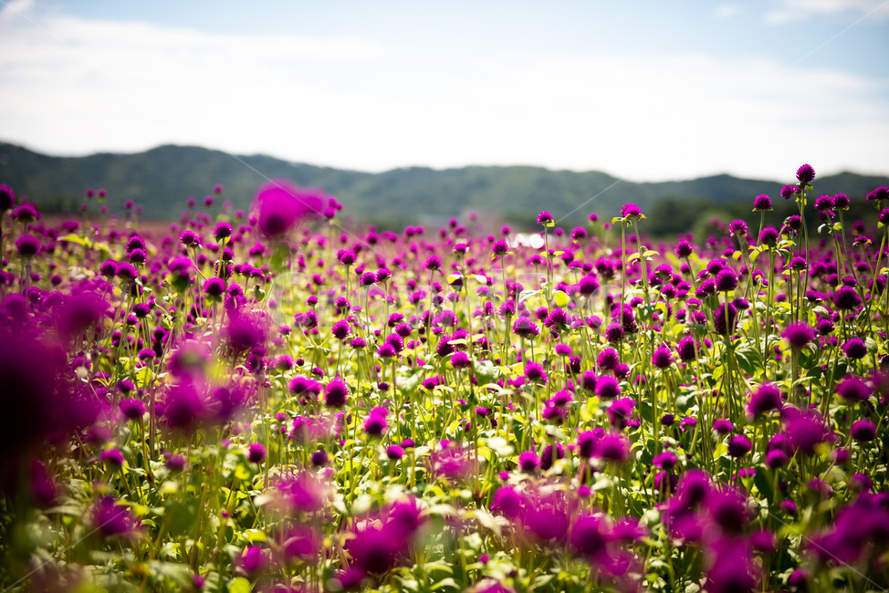 풀,꽃,화원,flower,식물,자연,식물,자연,plants,nature,꽃,flower