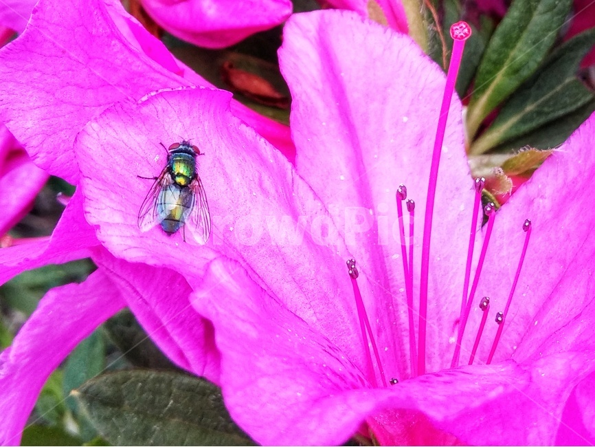 꽃,초파리,철쭉,봄,flower,spring,nature,자연,꽃잎,핑크,계절,식물,botany,insect,날개,곤충,식물,자연,plants,nature,꽃,flower,동물,animal,곤충,벌레,insect,bug