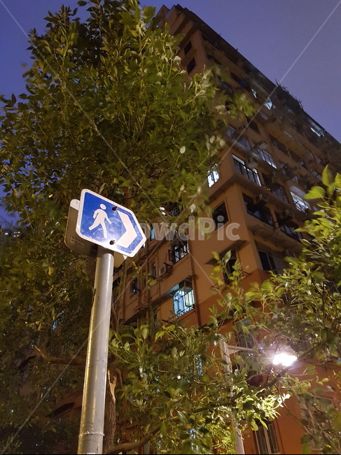 표지판,나무,빌딩,풍경,야경,야경,밤,풍경,nightscape,night,landscape