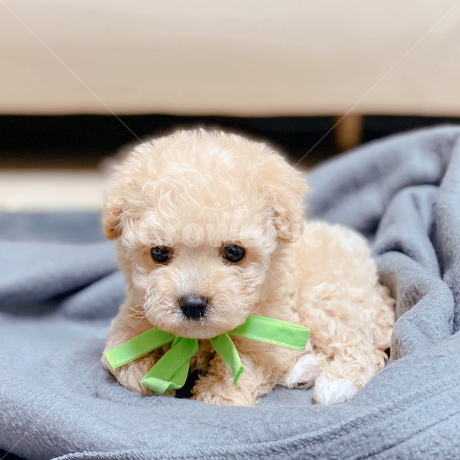 강아지,개,반려견,애완동물,가족,푸들,크림푸들,dog,puppy,poodle,동물,animal,포유류,mammal,개,강아지,dog,doggy