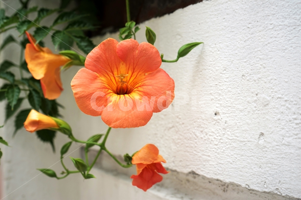 능소화,덩굴식물,꽃,식물,자연,원예,creeper,flower,trumpetcreeper,개화,beautiful,plant,식물,자연,plants,nature,꽃,flower
