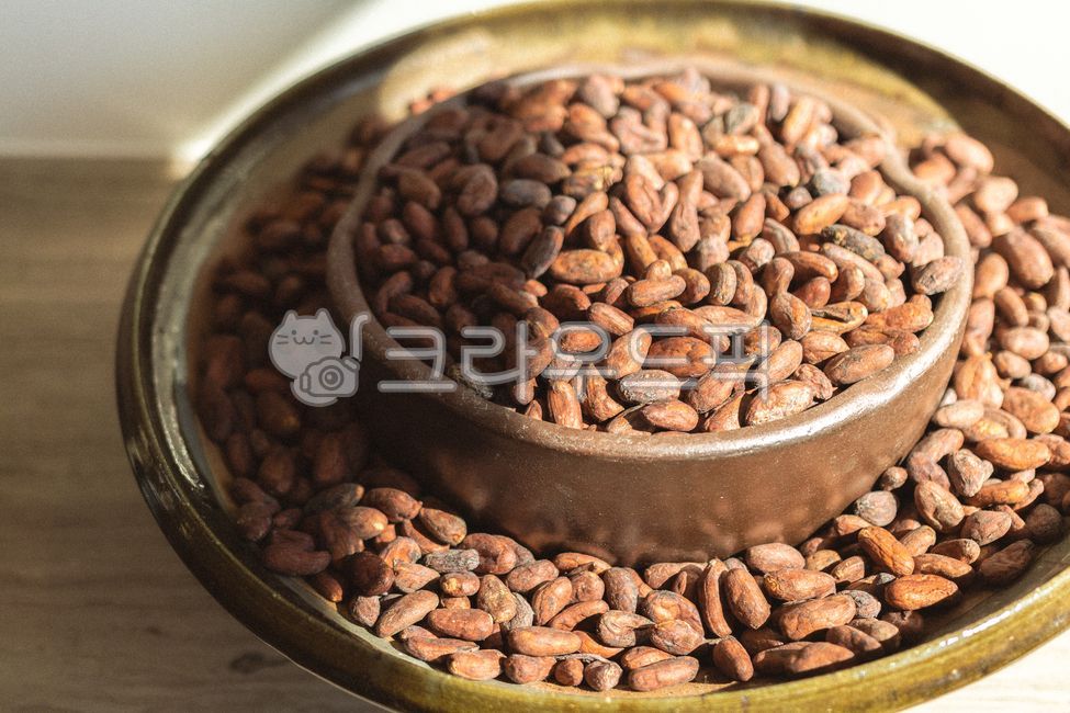 카카오,카카오열매,plant,식물,cacao