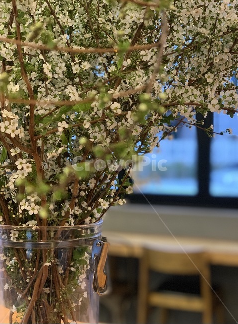 plant,식물,꽃,아름다움,배경,식물,자연,plants,nature,꽃,flower