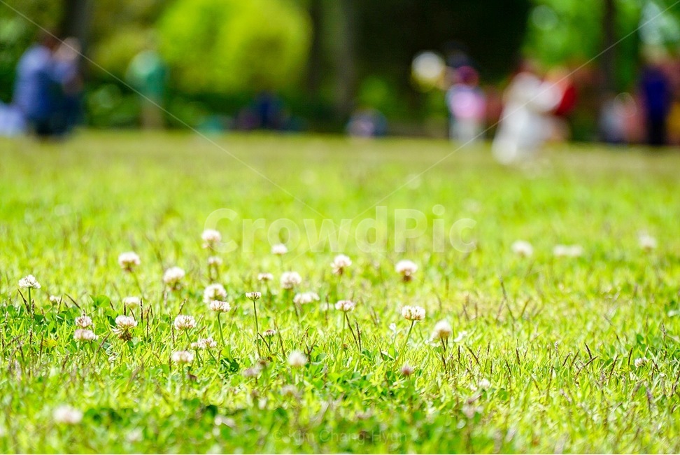 자연,풀밭,들판,토끼풀,초록,식물,자연,plants,nature,꽃,flower,휴식,힐링,rest,relaxation,healing
