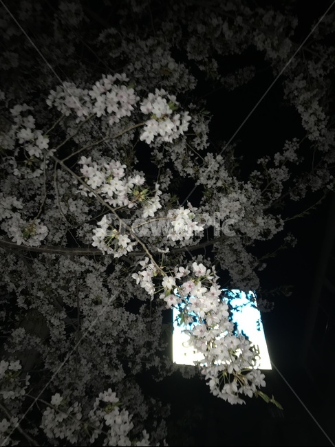 벚꽃,야간,빛,반사,흔들림,마지막