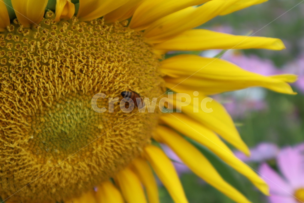 plant,식물,flower,꽃,blossom,sunflower,해바라기,식물,자연,plants,nature,꽃,flower
