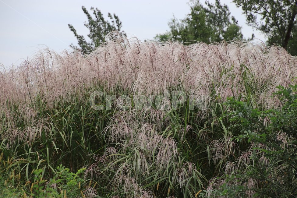 가을,계절,억새,힐링,갈대,자연,풍경,nature,landscape,grass,잔디,plant,식물,lawn