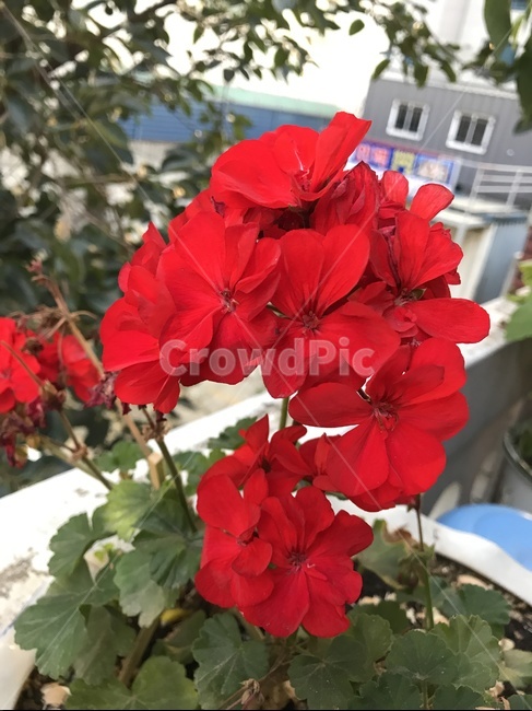 flower,자연,플라워,식물,꽃,식물,자연,plants,nature,꽃,flower
