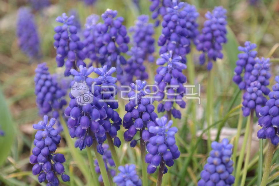 purple flower,plant,Muscari,purple,flower