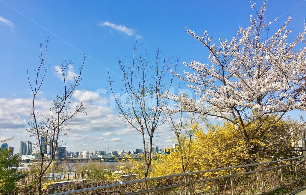 벚꽃,개나리,봄꽃,한강벚꽃,봄이미지,벚꽃축제,여의도벚꽃,봄,계절,spring,season,자연,풍경,nature,landscape