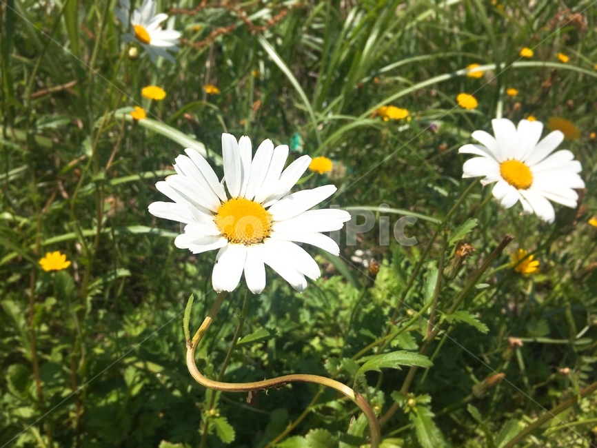 꽃,들꽃,바람,여름,접사
