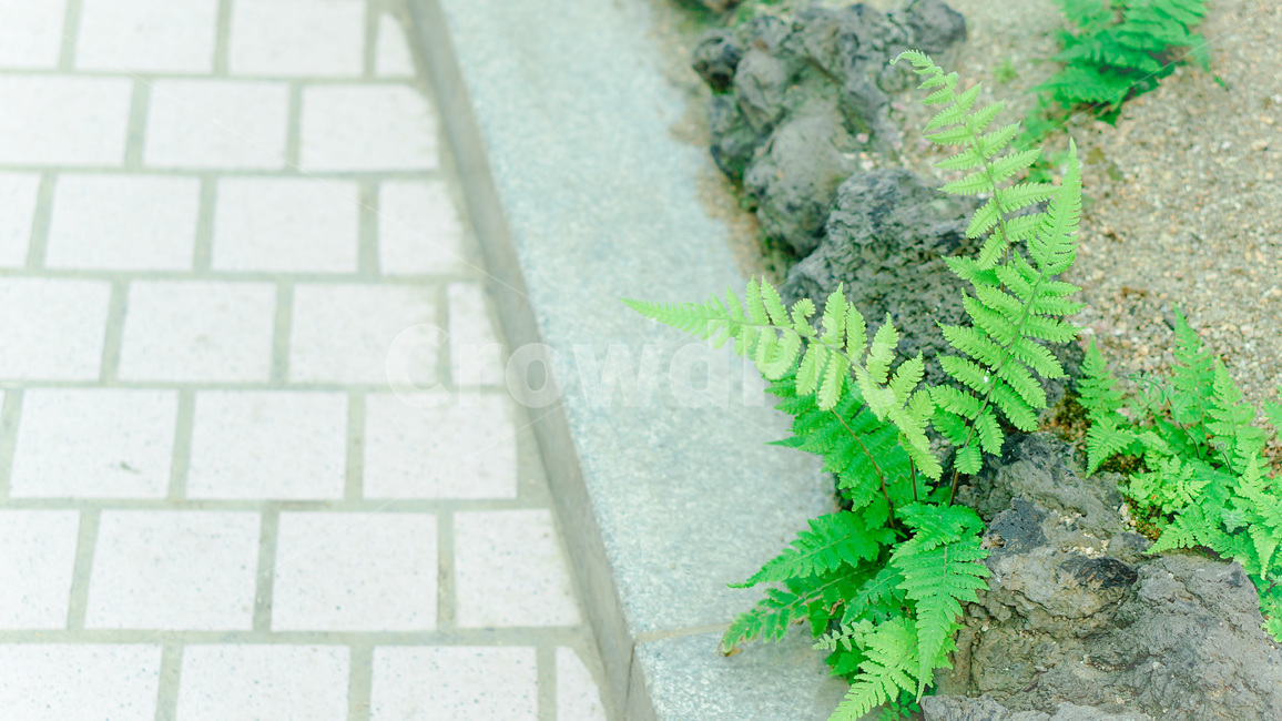풀,풀잎,식물,돌,화단,green,leaf,plant,식물,자연,plants,nature