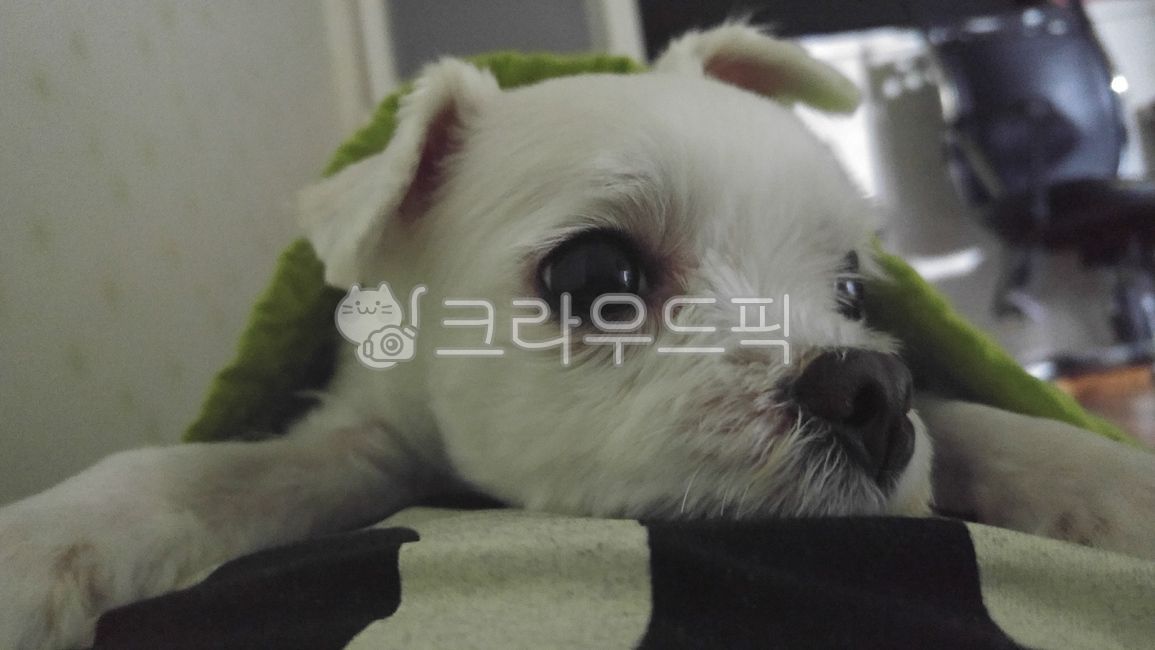 강아지,애완동물,말티즈,반려견,포유류,동물,puppy,animal,개,dog,흰둥이,하얀강아지