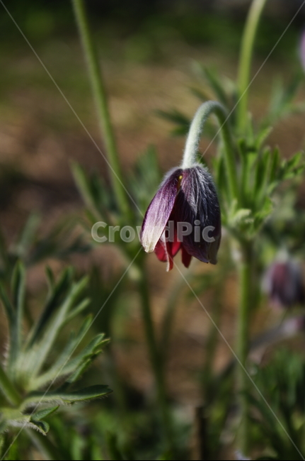 할미꽃,식물,plant,자연,nature,꽃,flower,식물,자연,plants,nature,꽃,flower