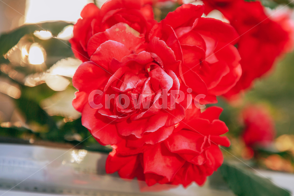 꽃,장미,붉은,빨간,아름다운,5월,자연,식물,꽃잎,잎파리,flower,rose,햇살,햇빛,햇볕,식물,자연,plants,nature,꽃,flower