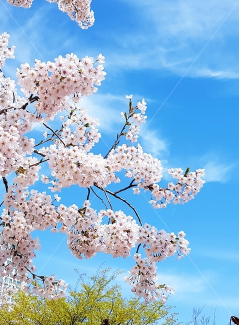 벚꽃,푸른하늘,봄,자연,화창한봄