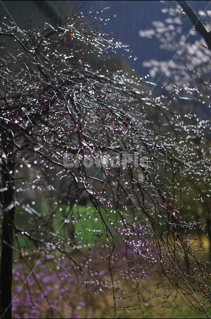 빛,보케,야경,나무,불빛,야경,밤,풍경,nightscape,night,landscape,식물,자연,plants,nature,비,비오는날,rain,rainy,droplet,작은 물방울