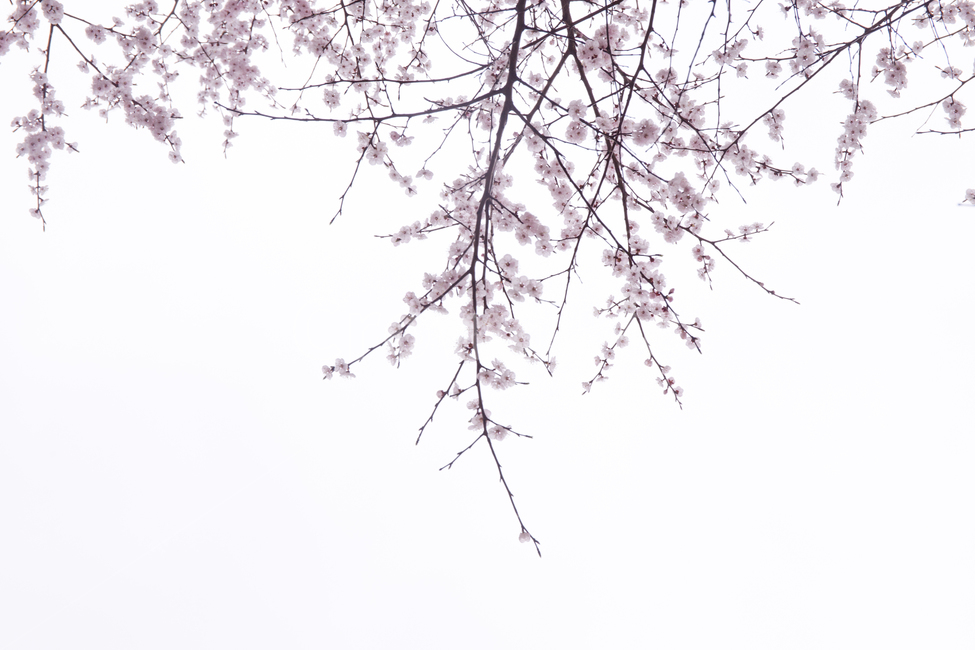 봄,벚꽃,블라썸,벚나무,감성,봄,계절,spring,season,식물,자연,plants,nature,꽃,flower,plant,blossom,cherry blossom