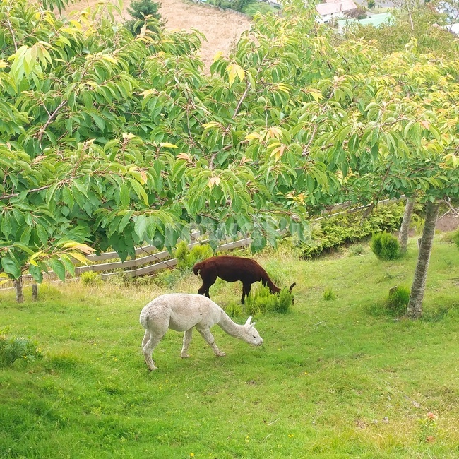 알파카,자연,들,들판,동물,농장,목초지,nature,outdoors,방목,동물,animal,포유류,mammal