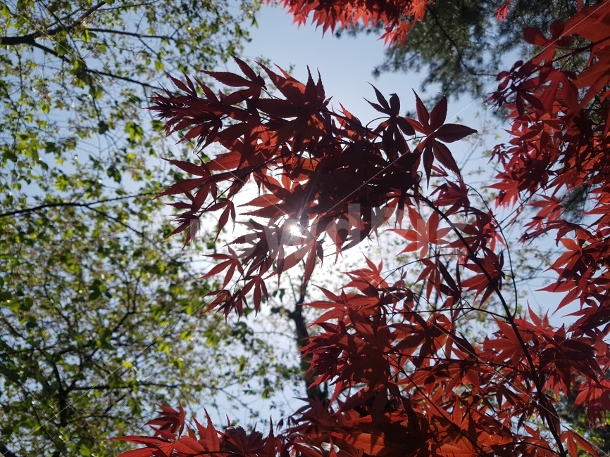 단풍,나무,단풍나무,하늘,빛,햇빛,오후,봄,식물,자연,plants,nature,가을,계절,fall,autumn,season,leaf,잎,plant,tree,maple