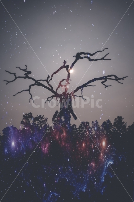 나혼자,나무,그리고,우주,외톨이,식물,자연,plants,nature,야경,밤,풍경,nightscape,night,landscape,감성,sensible,feeling,연출,컨셉,콘셉,direction,concept,outdoors,옥외