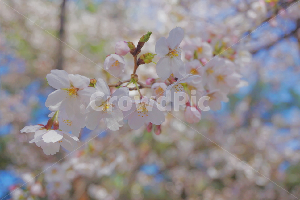 봄꽃,꽃,벚꽃,벚꽃나무,분홍,봄기운,봄날,spring