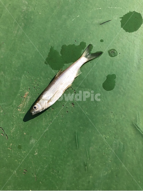 물고기,죽은물고기,생선,민물고기,민물생선,deadfish,어류,물고기,fish