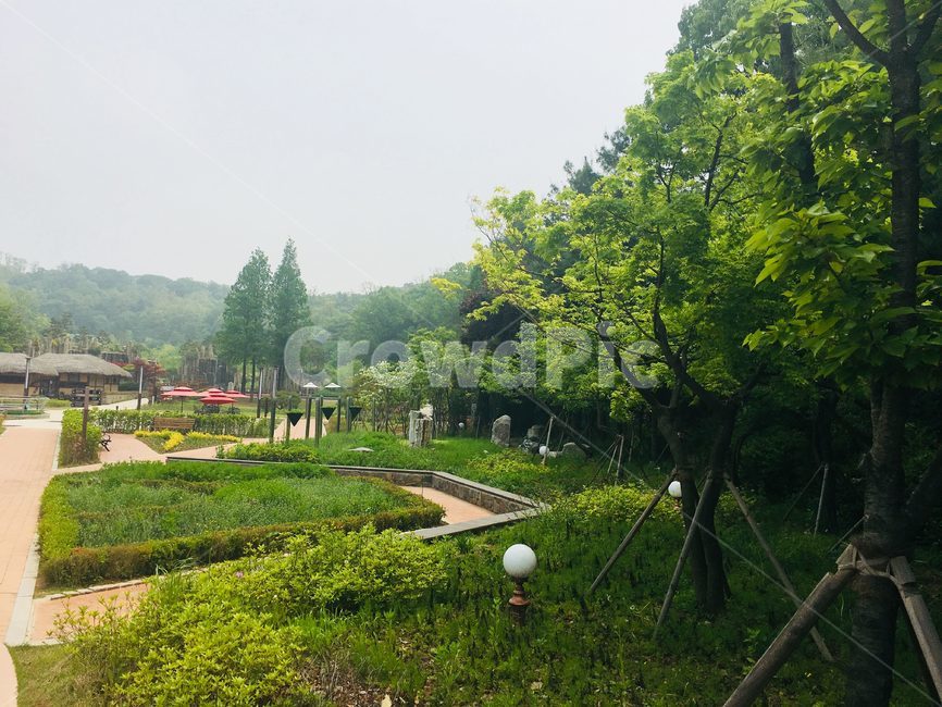 초록잎,나무,공원,산책로,tree