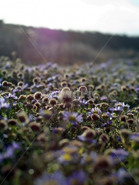 제주,성산포,성산일출봉,들꽃,보란색,식물,자연,plants,nature,꽃,flower