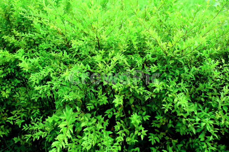 봄,풀잎,초록,자연,풀,초록색,그린,green,nature,진초록,싱그러움,spring,풀더미,배경,바탕화면,texture,background,색깔,color,vivid,식물,자연,plants,nature