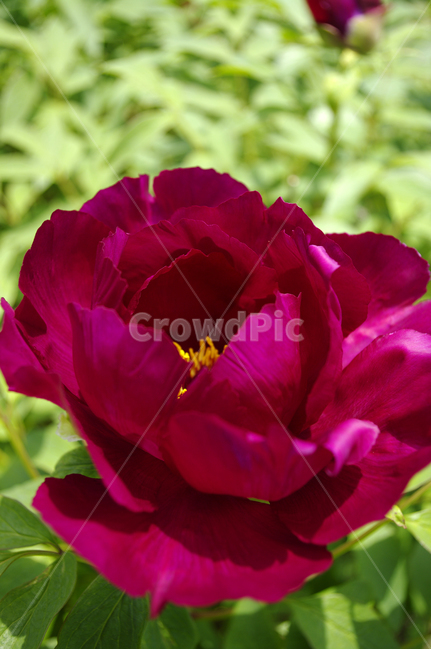 모란,꽃,flower,식물,plant,식물,자연,plants,nature,꽃,flower