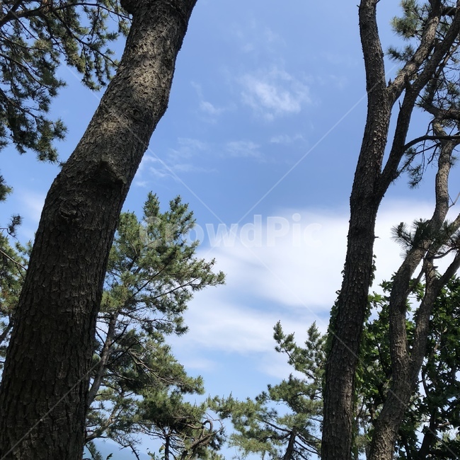 plant,식물,tree,나무,나무줄기,treetrunk,sky,cloud,하늘,구름