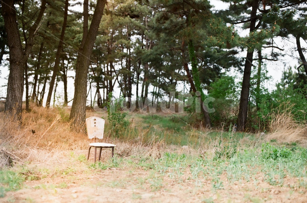 의자,외로움,소나무,나무,동산