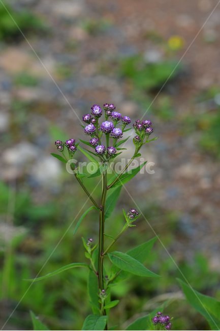 각시취,야생화,식물,자연,꽃,생태,힐링,플라워,wildflower,flower,plants,nature,season,감성,느낌,emotion,feeling,여름,초롱꽃목,국화과,취나물속,식물,자연,plants,nature,꽃,flower