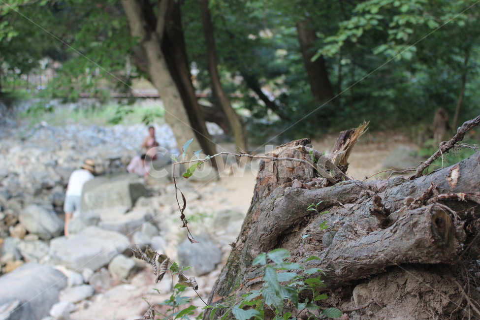 자연,풍경,나무,산,green,tree,sky,감성,분위기