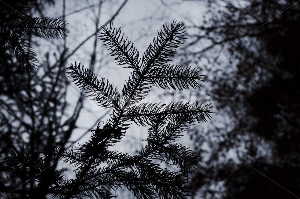 plant,식물,tree,나무,실루엣,나뭇가지,leaf,잎,나뭇잎