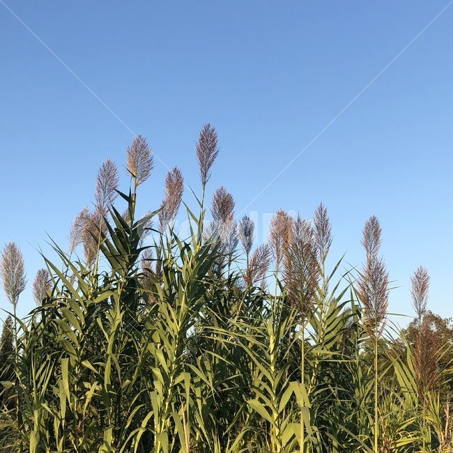풀,숲,순천만,배경,식물,하늘