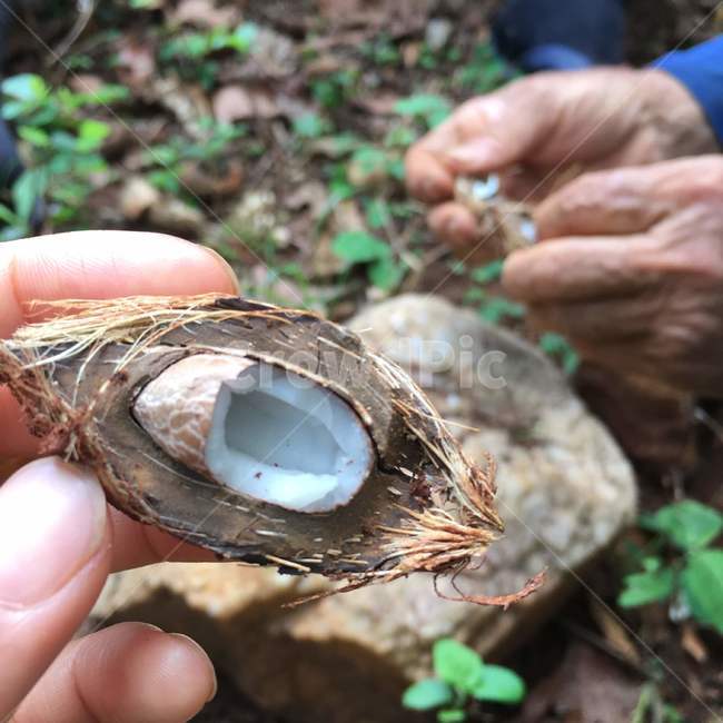 너트,열매,까기,열대,견과,깨기,식물,손,야생,자연,crack,nut,tropical,plant,wild,hand,latin,nature