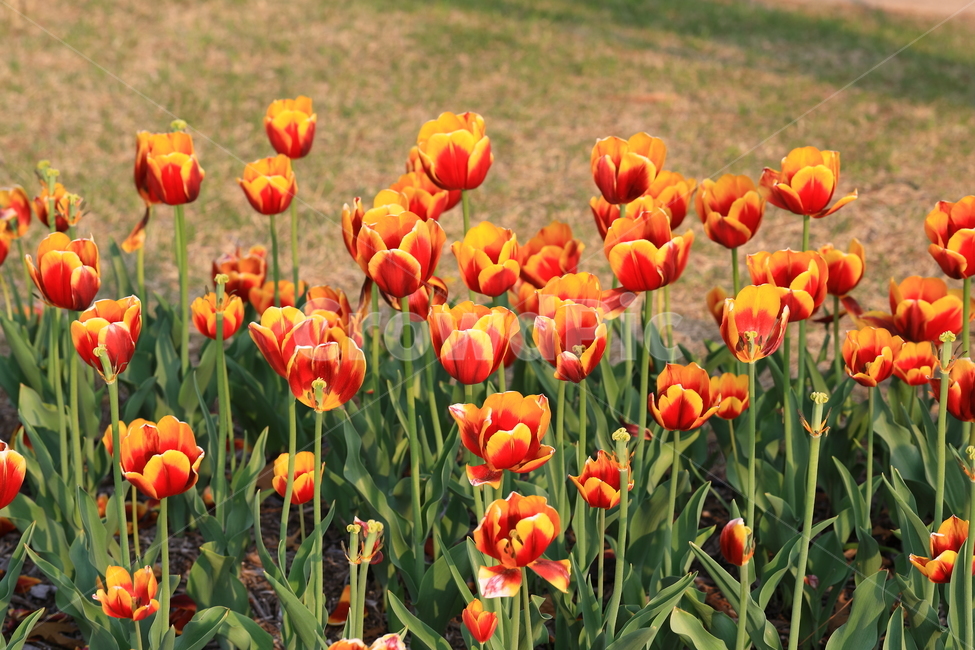 꽃,튤립,공원,자연,빨강,노랑,red,yellow,park,natural,nature,flower,color,beauty,감성,스냅,봄,계절,spring,season,식물,자연,plants,nature,꽃,flower,plant,blossom